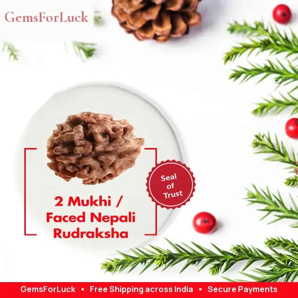 2 Faced Nepali Rudraksha Collector – image 2