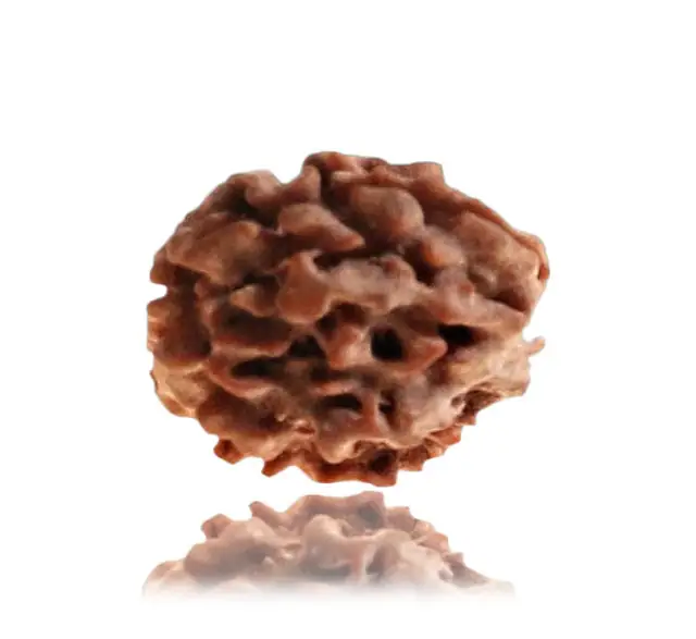 2 Faced Nepali Rudraksha Collector – image 5