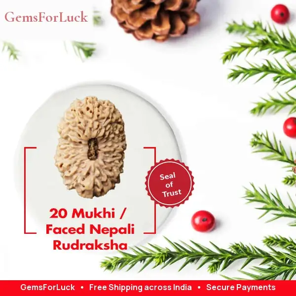 20 Mukhi Nepali Rudraksha Beads collector – image 2