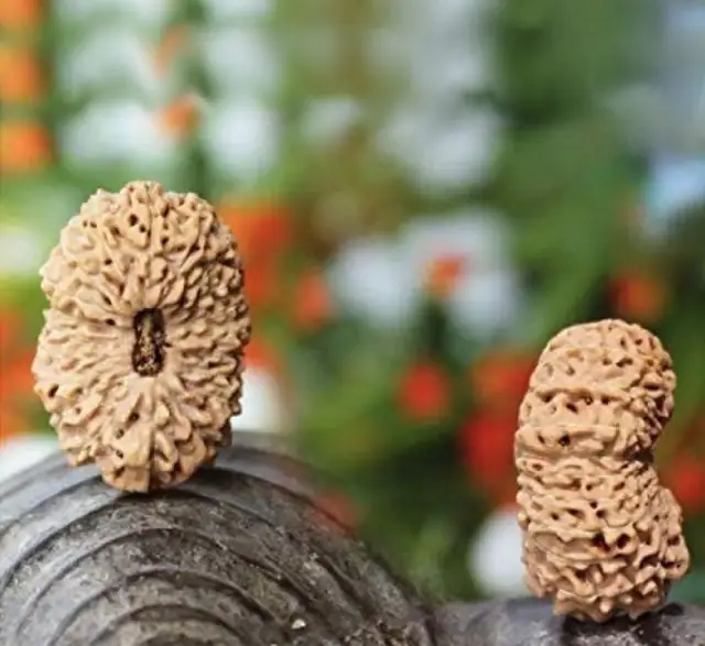 20 Mukhi Nepali Rudraksha Beads collector – image 3