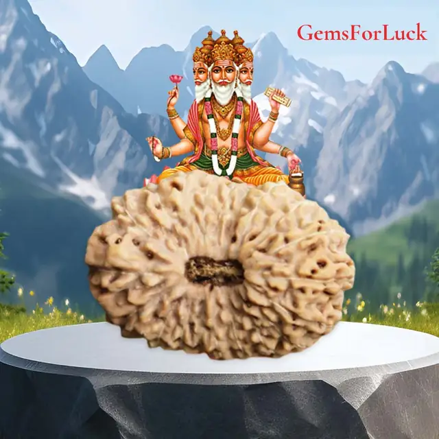 20 Mukhi Nepali Rudraksha Beads