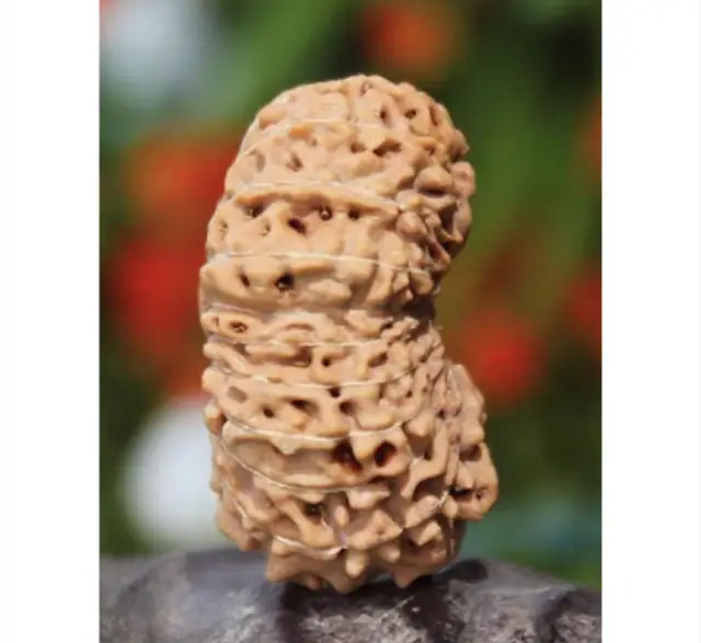 20 Mukhi Nepali Rudraksha Beads – image 4