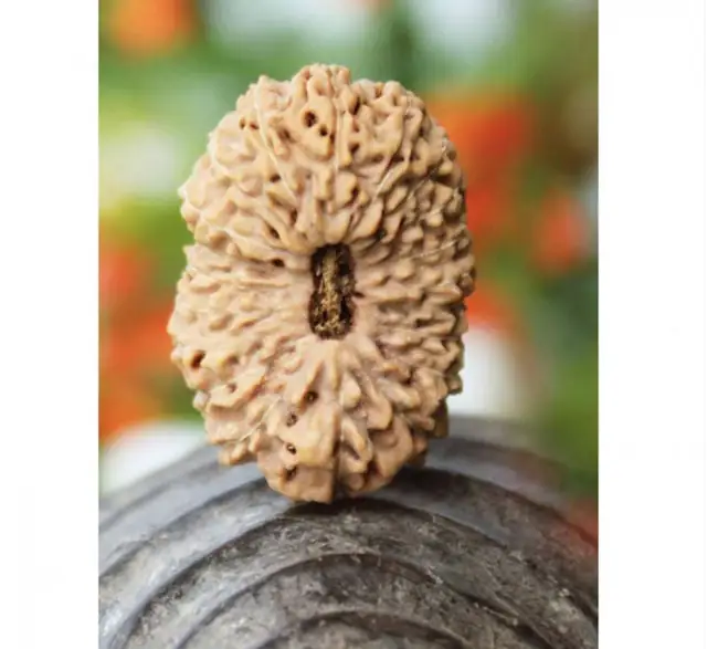 20 Mukhi Nepali Rudraksha Beads – image 5