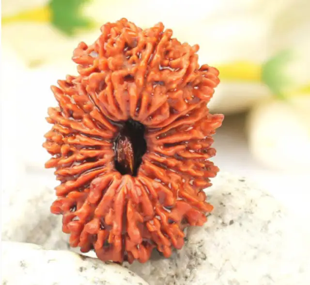 21 Faced Natural Nepali Rudraksha Bead collector – image 3