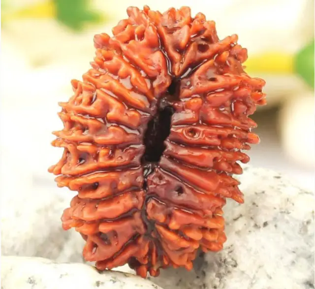 21 Faced Natural Nepali Rudraksha Beads – image 4