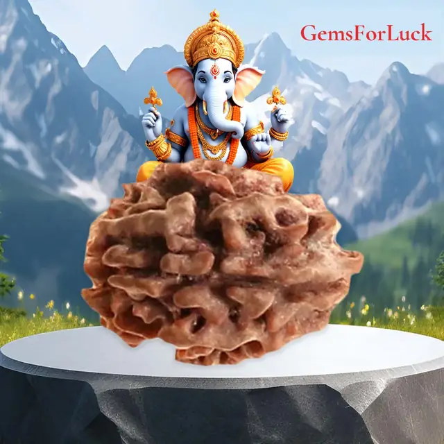 3 Mukhi / Faced Nepali Rudraksha Collector
