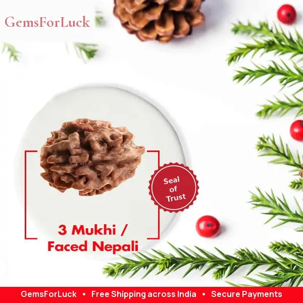 3 Mukhi / Faced Nepali Rudraksha Collector – image 2