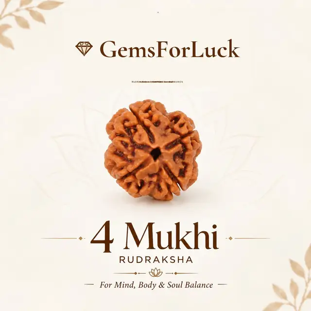4 face / Mukhi Nepali Rudraksha