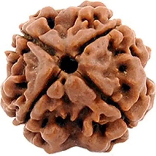 4 face / Mukhi Nepali Rudraksha – image 3