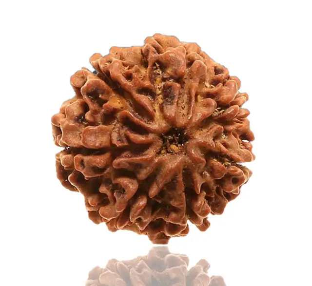 8 Faced Natural Nepali Rudraksha Beads – image 5