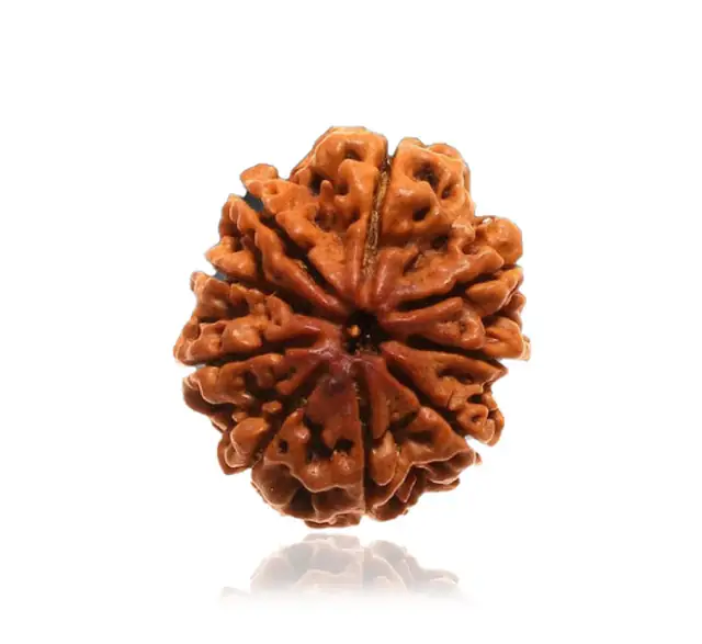 9 Faced Natural Nepali Rudraksha Bead collector – image 3