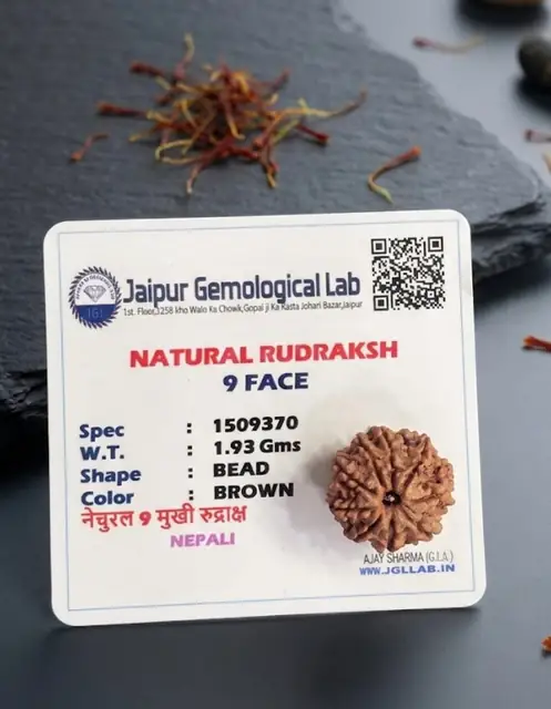 9 Faced Natural Nepali Rudraksha Bead collector – image 4