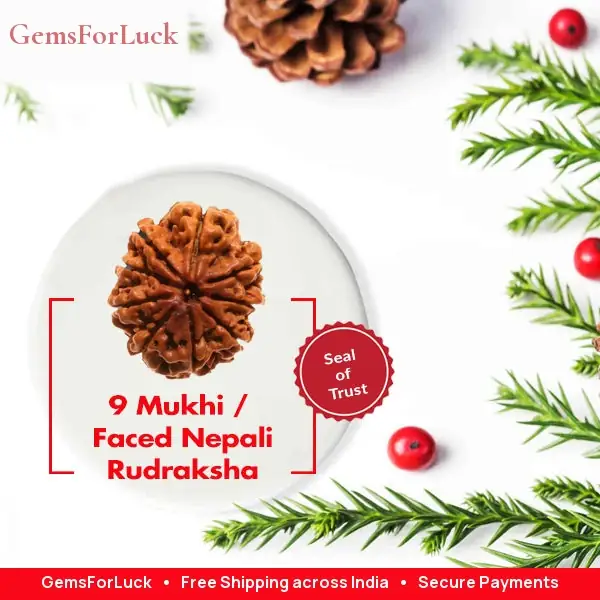 9 Faced Natural Nepali Rudraksha Bead collector – image 6