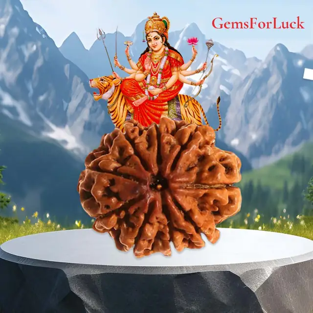 9 Mukhi Nepali Rudraksha Beads – image 2