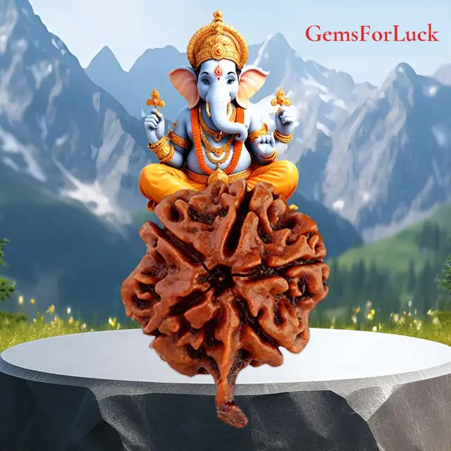 Ganesh Rudraksha Collector