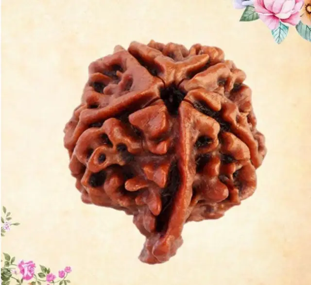 Ganesh Rudraksha Collector – image 3
