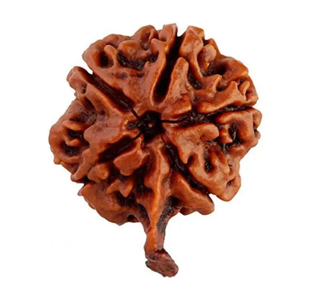 Ganesh Rudraksha Collector – image 4