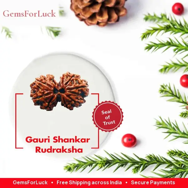 Gauri Shankar Rudraksha collector – image 2