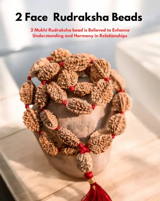 GemsForLuck 2 mukhi rameswaram kantha 32+1 beads Original 2 Mukhi Rudraksh Kantha Mala 2 Face Rudraksha Mala – image 3