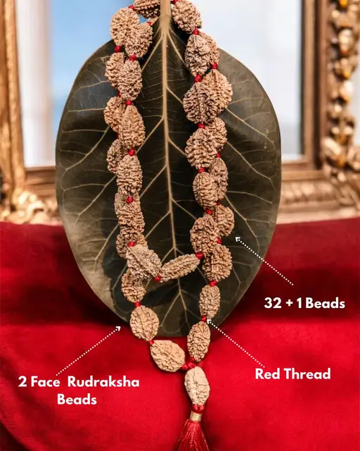 GemsForLuck 2 mukhi rameswaram kantha 32+1 beads Original 2 Mukhi Rudraksh Kantha Mala 2 Face Rudraksha Mala – image 4