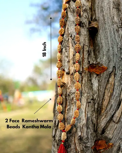 GemsForLuck 2 mukhi rameswaram kantha 32+1 beads Original 2 Mukhi Rudraksh Kantha Mala 2 Face Rudraksha Mala – image 5