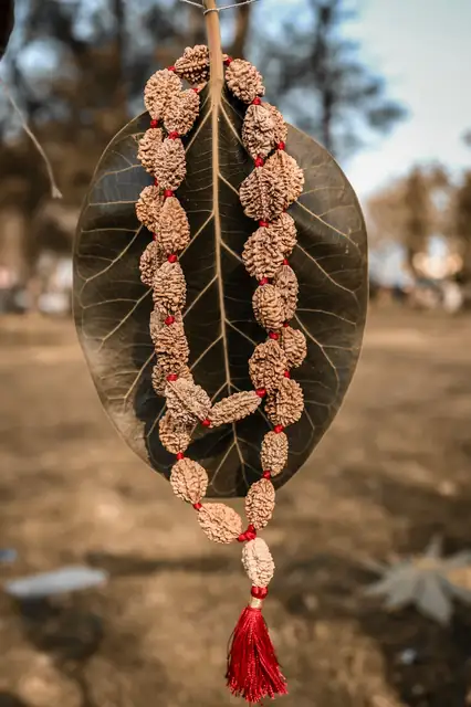 GemsForLuck 2 mukhi rameswaram kantha 32+1 beads Original 2 Mukhi Rudraksh Kantha Mala 2 Face Rudraksha Mala – image 6