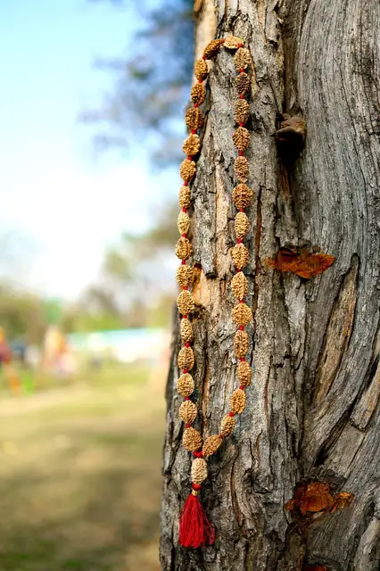 GemsForLuck 2 mukhi rameswaram kantha 32+1 beads Original 2 Mukhi Rudraksh Kantha Mala 2 Face Rudraksha Mala – image 7