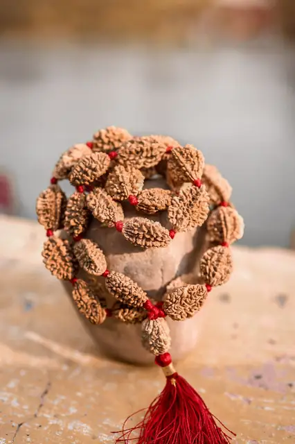 GemsForLuck 2 mukhi rameswaram kantha 32+1 beads Original 2 Mukhi Rudraksh Kantha Mala 2 Face Rudraksha Mala – image 8