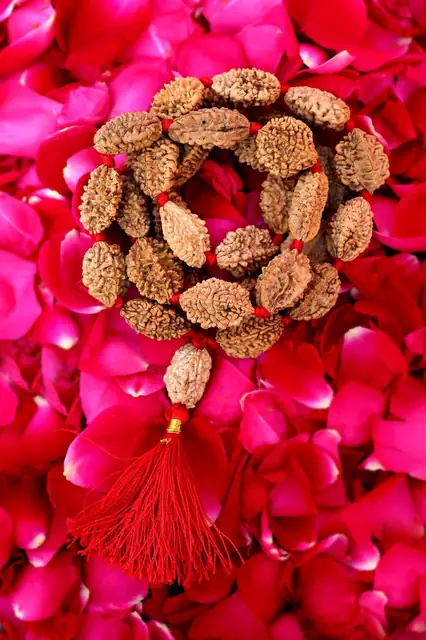 GemsForLuck 2 mukhi rameswaram kantha 32+1 beads Original 2 Mukhi Rudraksh Kantha Mala 2 Face Rudraksha Mala – image 9
