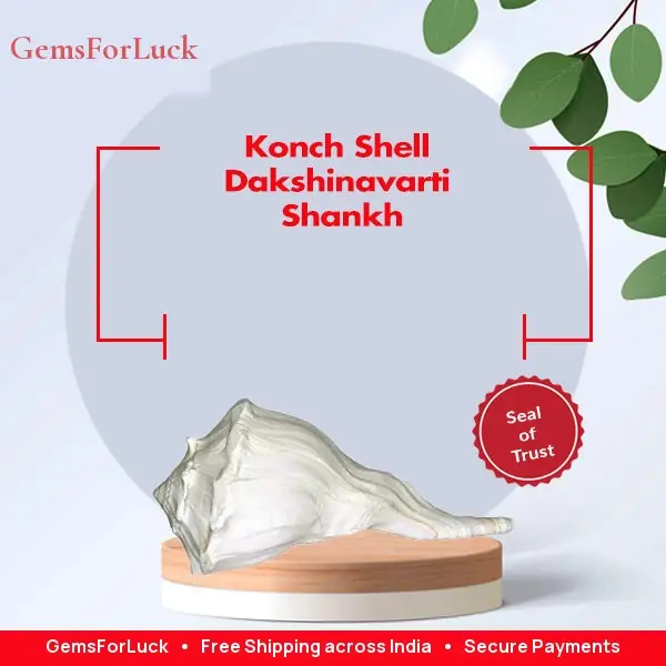 Konch Shell Dakshinavarti Shankh – image 2