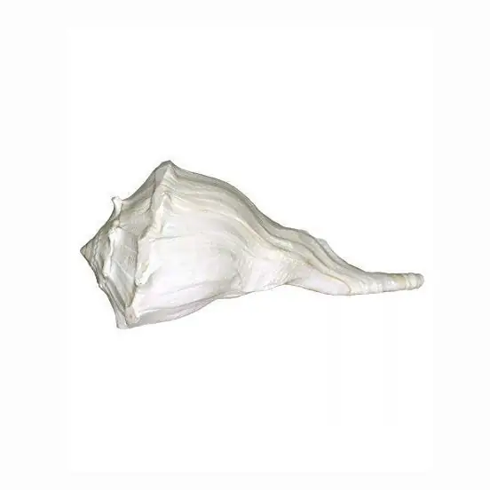 Konch Shell Dakshinavarti Shankh – image 3