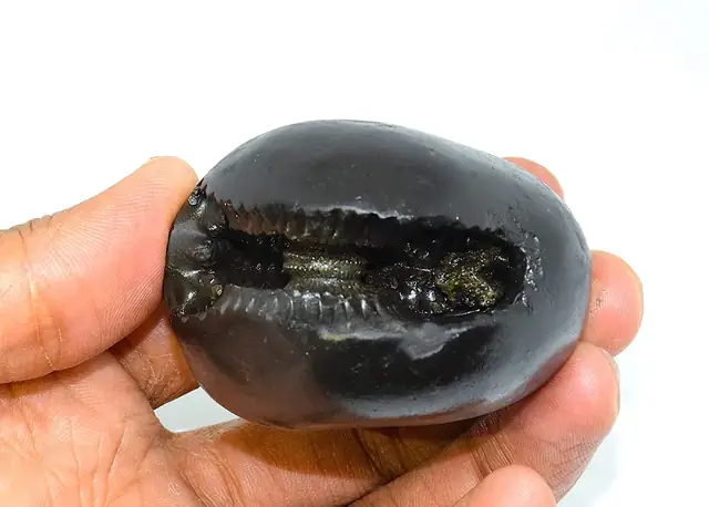 Laxmi Narayan Shaligram – image 4