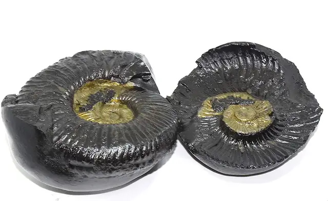 Natural Shaligram Stone – image 3