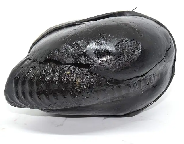 Natural Shaligram Stone – image 5
