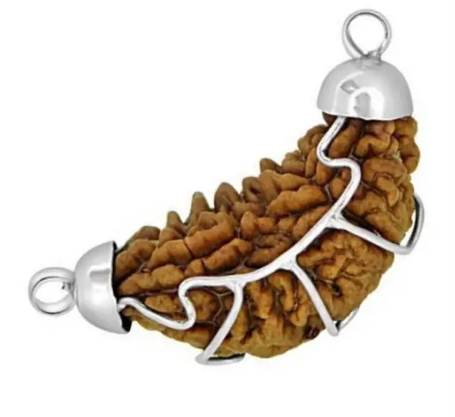 One Mukhi / Faced Half Moon Rudraksha / 1 mukhi caping Collector – image 3