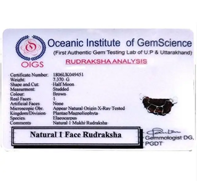 One Mukhi / Faced Half Moon Rudraksha / 1 mukhi caping Collector – image 5