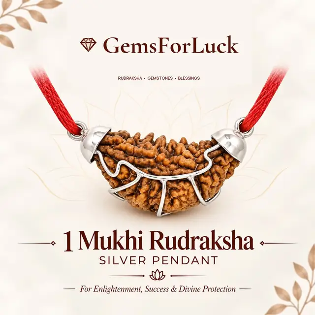 One Mukhi / Faced Half Moon Rudraksha / 1 mukhi caping