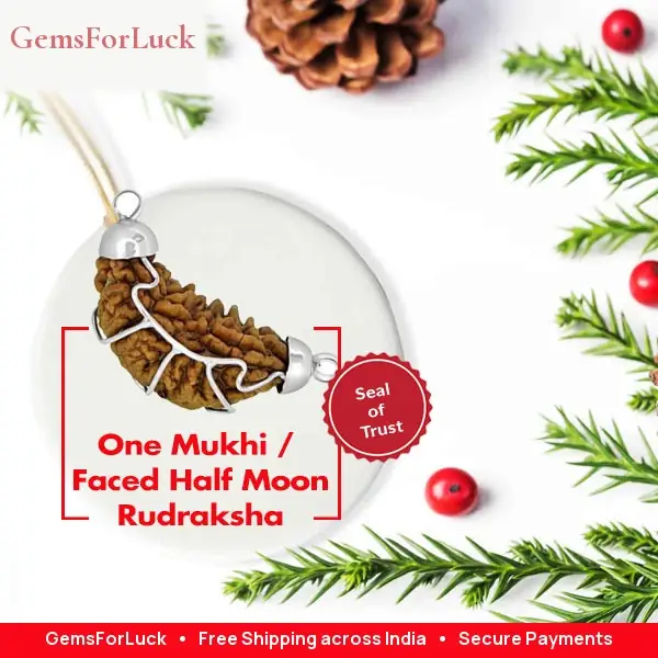 One Mukhi / Faced Half Moon Rudraksha / 1 mukhi caping – image 3