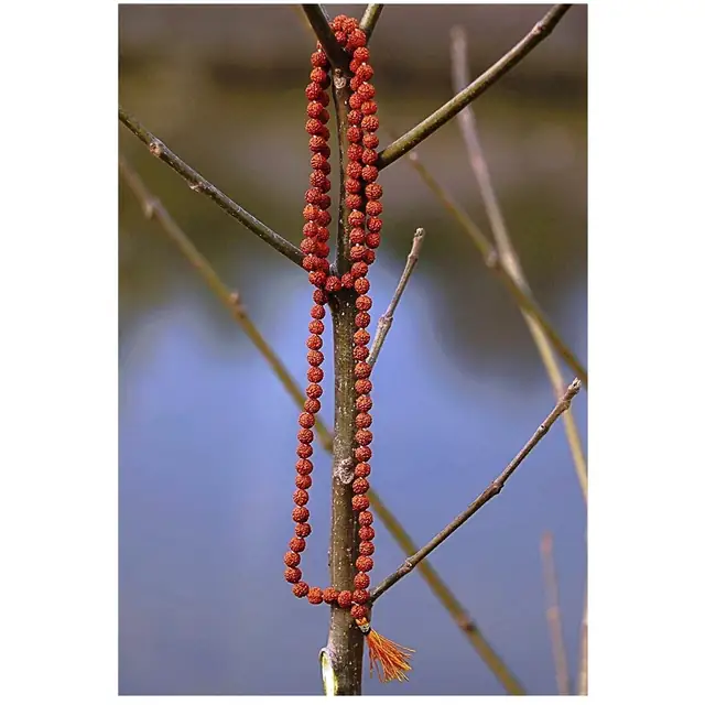 Rudraksha 5 mukhi jaap Mala – image 3