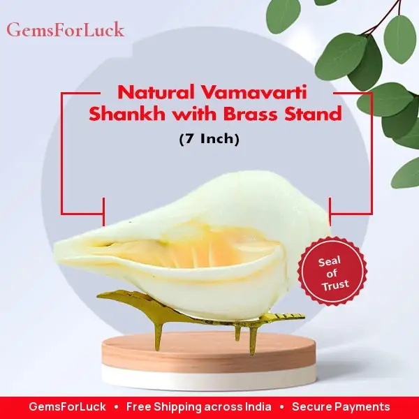 Shankh Natural Right Handed Blowing Shank Big Size – image 2