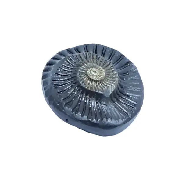 Sudarshan Shaligram – image 3