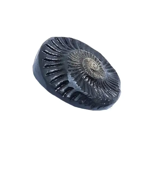 Sudarshan Shaligram – image 5