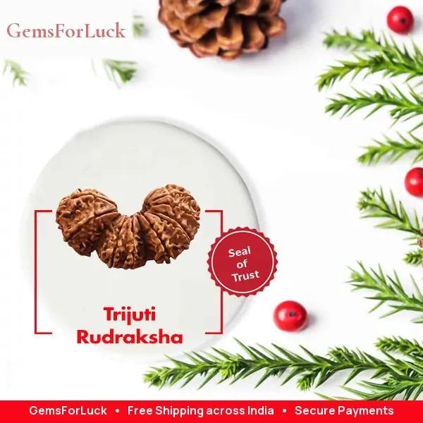 Trijuti Rudraksha – image 2