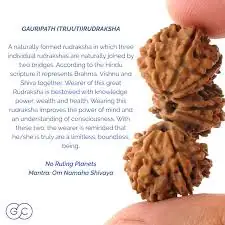 Trijuti Rudraksha – image 4