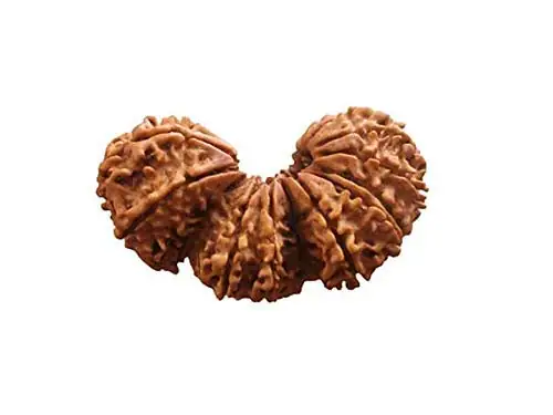 Trijuti Rudraksha – image 3